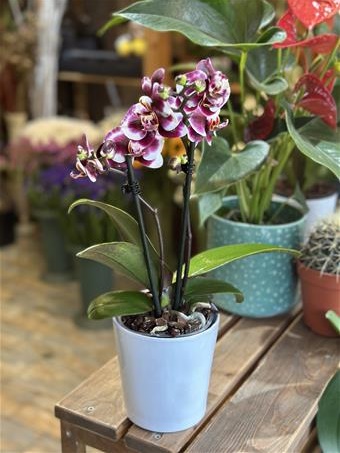 Midi Dalmaçyalı orkide
