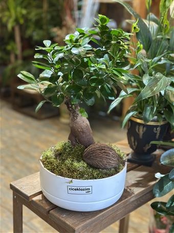 Benjamin Bonsai