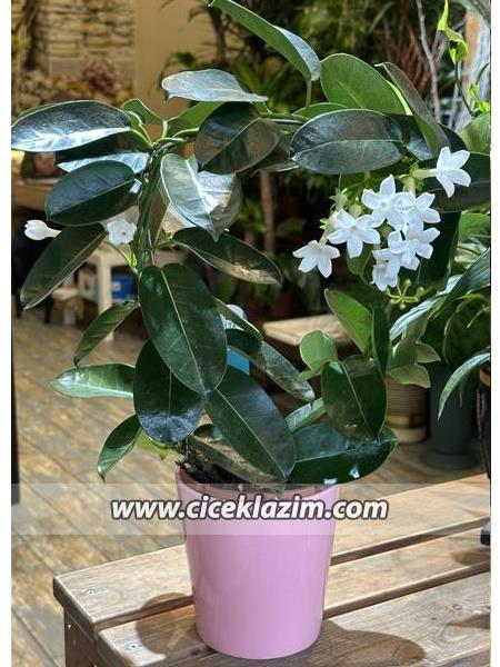 Yasemin (Jasminum)